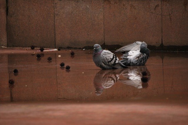 Free picture Pigeons Water Dirty -  to be edited by GIMP free image editor by OffiDocs