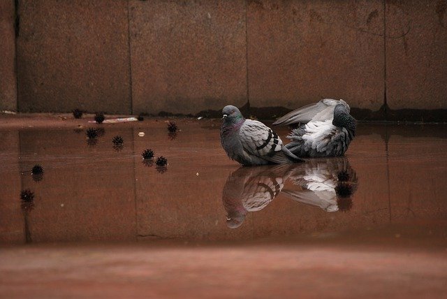 Descarga gratuita Pigeons Water Dirty - foto o imagen gratuita para editar con el editor de imágenes en línea GIMP