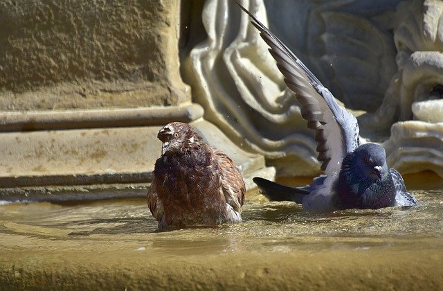 Free download Pigeons Water Nature -  free photo or picture to be edited with GIMP online image editor