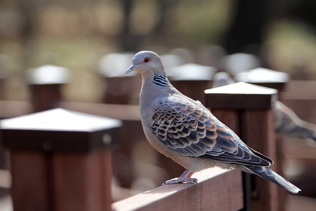 Free download pigeon turtle dove ring dove bird free picture to be edited with GIMP free online image editor