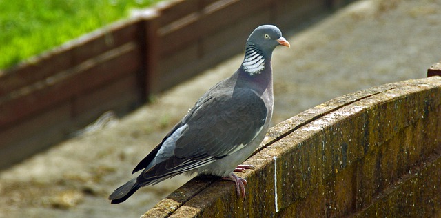 Free download pigeon wild forest proud to be free picture to be edited with GIMP free online image editor