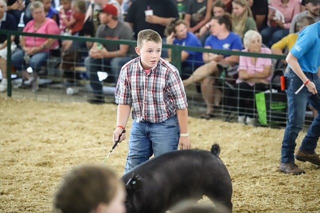 Free download pig fair show hog piglet pork free picture to be edited with GIMP free online image editor