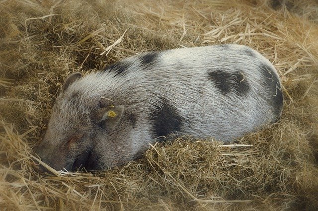 Free download Pig Farm Breeding -  free free photo or picture to be edited with GIMP online image editor