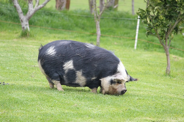 Free download pig farm nz green agriculture free picture to be edited with GIMP free online image editor
