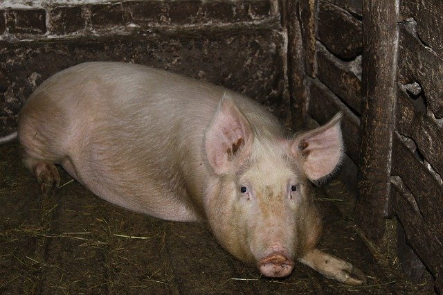 Free download Pig Farm Piglet -  free photo or picture to be edited with GIMP online image editor