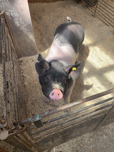 قم بتنزيل Pig Farm Ranch - صورة مجانية أو صورة مجانية ليتم تحريرها باستخدام محرر الصور عبر الإنترنت GIMP