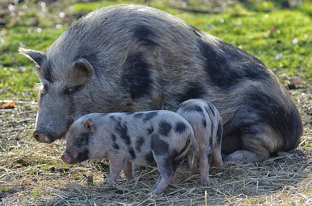 Free download piggy mama young animals pig small free picture to be edited with GIMP free online image editor