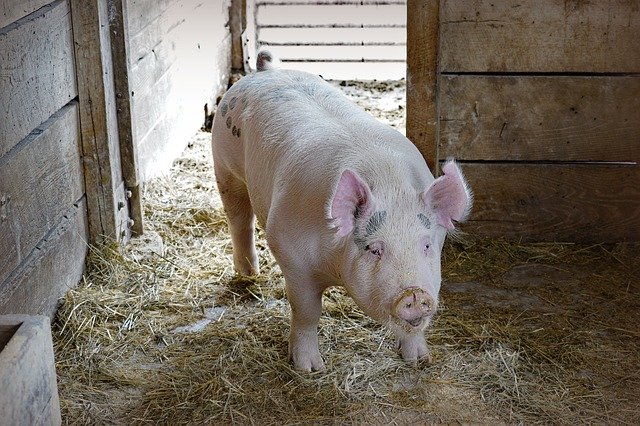 Free download Pig Hog -  free photo or picture to be edited with GIMP online image editor