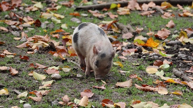 Free download piglet dried leaves pig animals free picture to be edited with GIMP free online image editor
