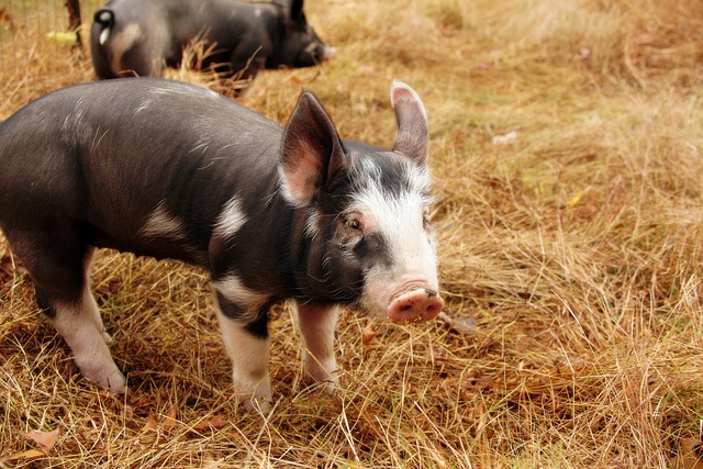 Free download piglet pig ears free range animal free picture to be edited with GIMP free online image editor