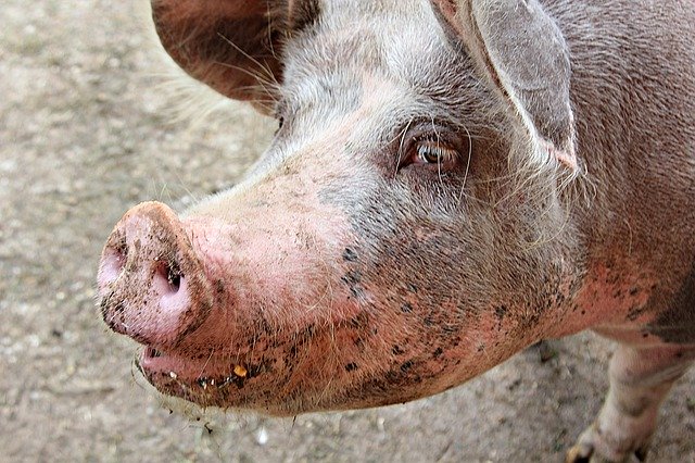 Muat turun percuma Piglet Sow Pig - foto atau gambar percuma untuk diedit dengan editor imej dalam talian GIMP