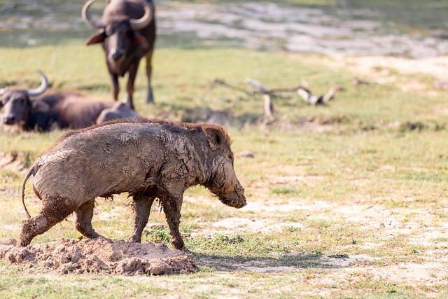 Free download pig mud wildlife nature forest free picture to be edited with GIMP free online image editor