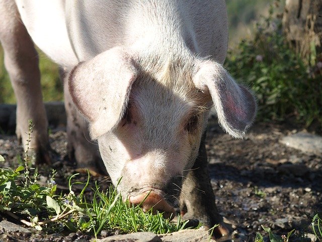 Descarga gratuita Pig Piglet Animal: foto o imagen gratuita para editar con el editor de imágenes en línea GIMP