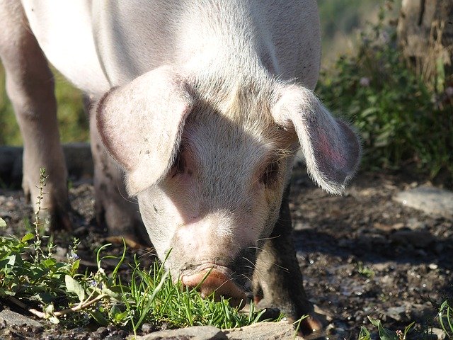 ดาวน์โหลดฟรี Pig Piglet Animal - ภาพถ่ายหรือรูปภาพฟรีที่จะแก้ไขด้วยโปรแกรมแก้ไขรูปภาพออนไลน์ GIMP