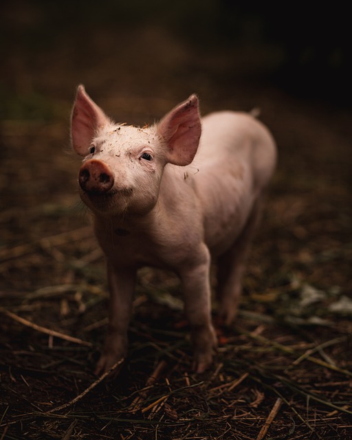 Free download pig pork farm cute piggy animal free picture to be edited with GIMP free online image editor