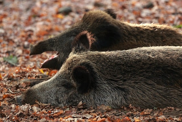 Descărcare gratuită porci scroafe mistreț parc natural natură imagine gratuită pentru a fi editată cu editorul de imagini online gratuit GIMP