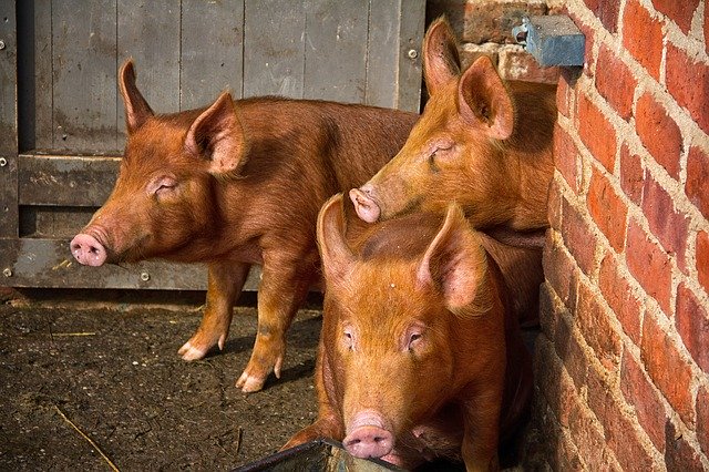 Unduh gratis Pig Tamworth Three - foto atau gambar gratis untuk diedit dengan editor gambar online GIMP