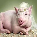 pig wallpaper  screen for extension Chrome web store in OffiDocs Chromium