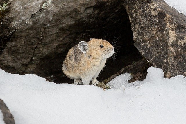 Free download Pika Rodent Mammal -  free photo or picture to be edited with GIMP online image editor