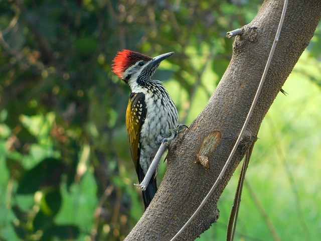 Free download pileated bird animal feathers beak free picture to be edited with GIMP free online image editor