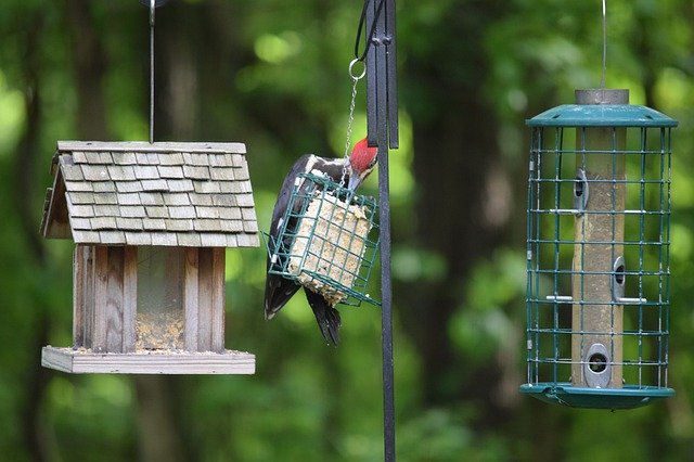 Descarga gratuita Pileated Woodpecker Woodie: foto o imagen gratuita para editar con el editor de imágenes en línea GIMP