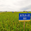 Pilot rice variety  screen for extension Chrome web store in OffiDocs Chromium