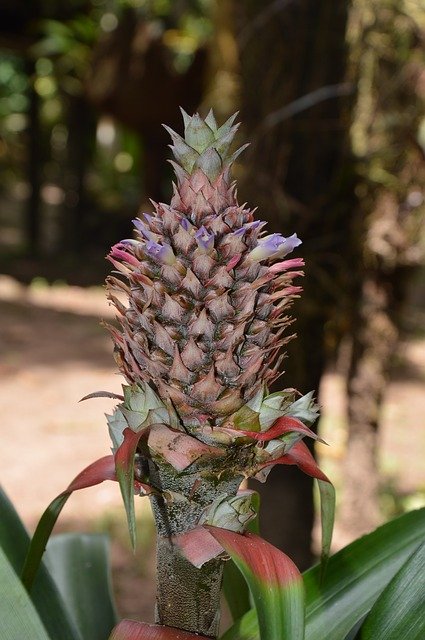Gratis download Pineapple Fetus Crop - gratis foto of afbeelding die kan worden bewerkt met de online GIMP-afbeeldingseditor