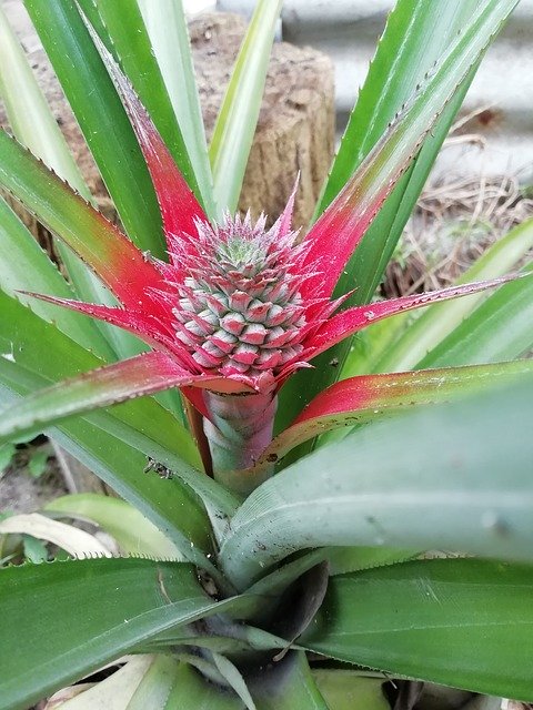 Free download Pineapple Piñal Green -  free photo or picture to be edited with GIMP online image editor