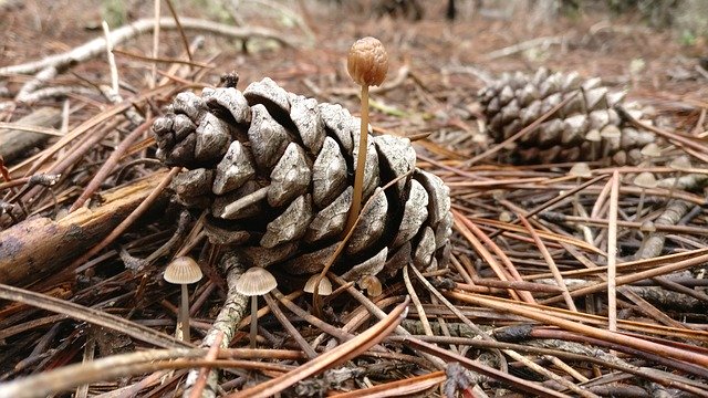 Descarga gratuita Pineapples Mushrooms Nature - foto o imagen gratuita para editar con el editor de imágenes en línea GIMP