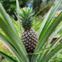 Pineapple Tree  screen for extension Chrome web store in OffiDocs Chromium