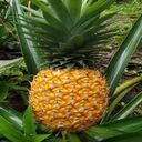 pineapple tree wallpaper  screen for extension Chrome web store in OffiDocs Chromium
