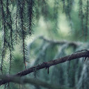 Pine branches  screen for extension Chrome web store in OffiDocs Chromium