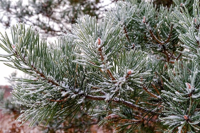 Free download pine branch needles frost winter free picture to be edited with GIMP free online image editor