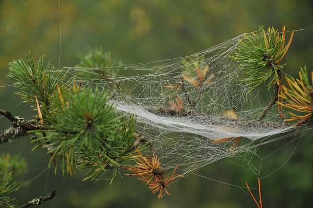 Безкоштовно завантажте Pine Branch Spider Web - безкоштовну фотографію чи зображення для редагування за допомогою онлайн-редактора зображень GIMP