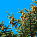 Pine Branch with Many Fruits  screen for extension Chrome web store in OffiDocs Chromium