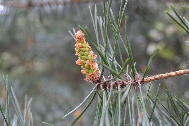 Unduh gratis Pine Bud Plant - foto atau gambar gratis untuk diedit dengan editor gambar online GIMP