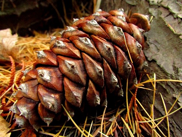 Template Photo Pine Cone -  for OffiDocs