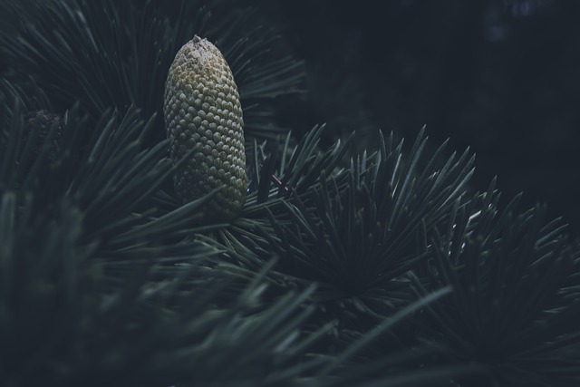 Free graphic pine cone blue atlas cedar to be edited by GIMP free image editor by OffiDocs