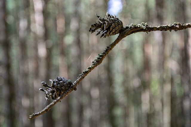Free picture Pine Cone Branch Forest -  to be edited by GIMP free image editor by OffiDocs