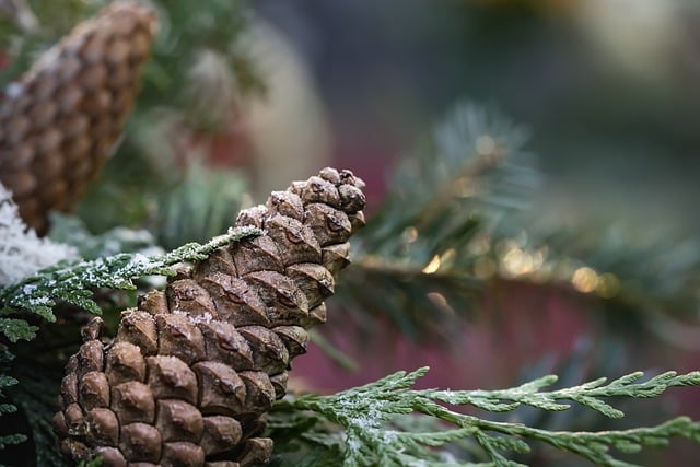 قم بتنزيل صورة مجانية لزينة عيد الميلاد من كوز الصنوبر لتحريرها باستخدام محرر الصور المجاني عبر الإنترنت GIMP