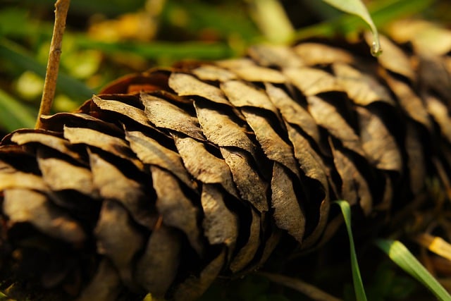 Free download pine cone closeup forest botany free picture to be edited with GIMP free online image editor