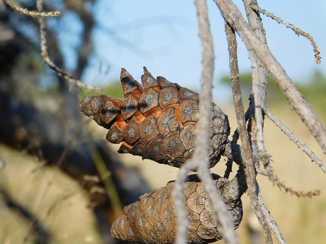 Bezpłatne pobieranie Pine Cone Croatia Tree - darmowe zdjęcie lub obraz do edycji za pomocą internetowego edytora obrazów GIMP