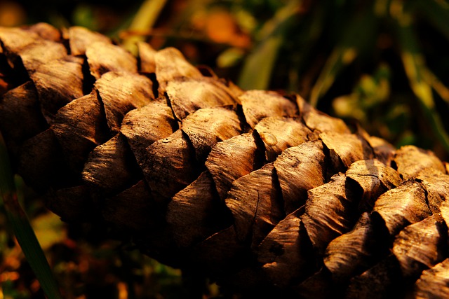 Free download pine cone forest cereal free picture to be edited with GIMP free online image editor