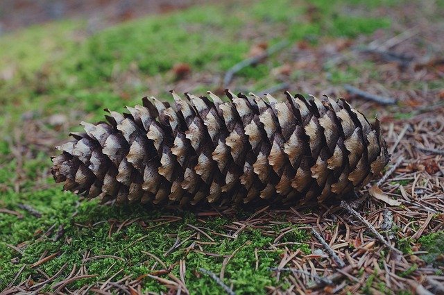 دانلود رایگان Pine Cone Forest Nature - عکس یا تصویر رایگان قابل ویرایش با ویرایشگر تصویر آنلاین GIMP