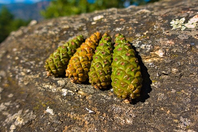 Free download Pinecone Green Tight -  free photo or picture to be edited with GIMP online image editor