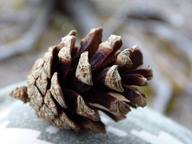 Muat turun percuma Pine Cone Macro - foto atau gambar percuma untuk diedit dengan editor imej dalam talian GIMP