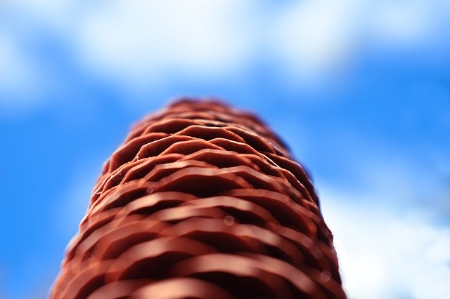 Kostenloser Download Pine Cone Macro Blue - kostenloses Foto oder Bild zur Bearbeitung mit GIMP Online-Bildbearbeitung