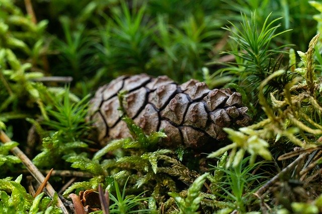 ดาวน์โหลดฟรี Pine Cone Moss Forest - รูปภาพหรือรูปภาพที่จะแก้ไขด้วยโปรแกรมแก้ไขรูปภาพออนไลน์ GIMP ได้ฟรี