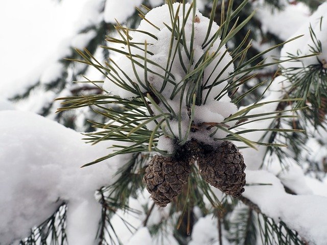 Free download Pine Cone Nature -  free photo or picture to be edited with GIMP online image editor