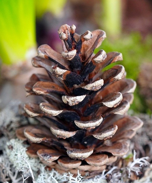 Free download pine cone nature conifer close up free picture to be edited with GIMP free online image editor